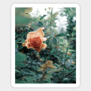 David Austin Lady of Shalott Peach Heirloom Roses Sticker